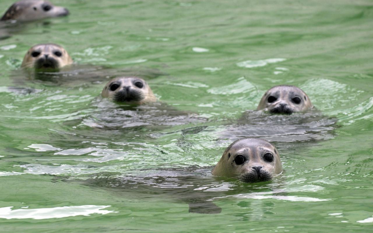 Zeehonden. FOTO ARCHIEF DVHN Zeehonden. FOTO ARCHIEF DVHN