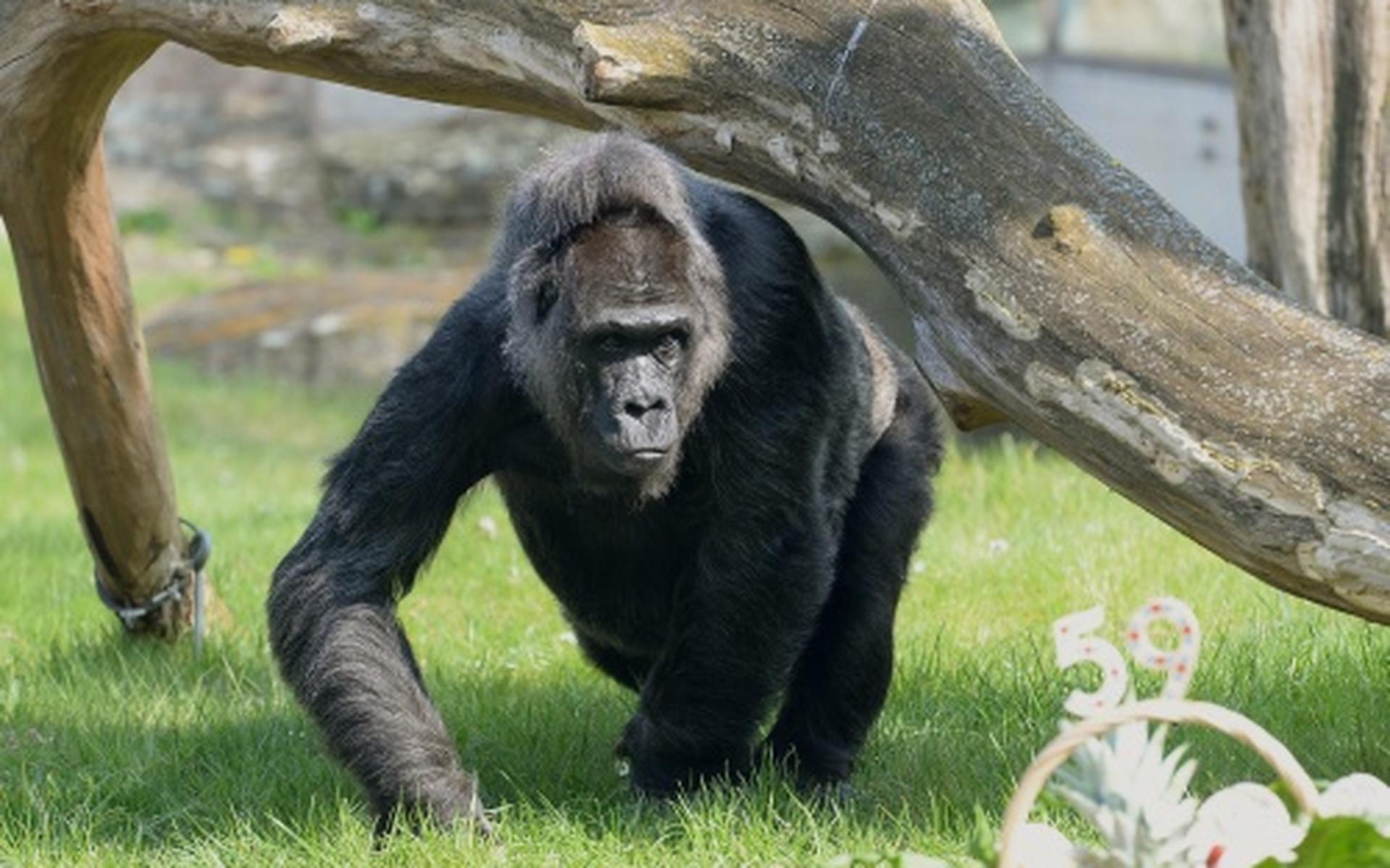Gorilla Gooit Peuter Rond In Dierentuin Dagblad Van Het Noorden gorilla-gooit-peuter-rond-in-dierentuin-dagblad-van-het-noorden