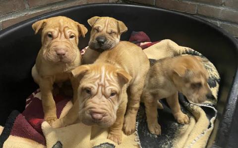 De shar-pei puppy's die in Coevorden zijn aangetroffen.