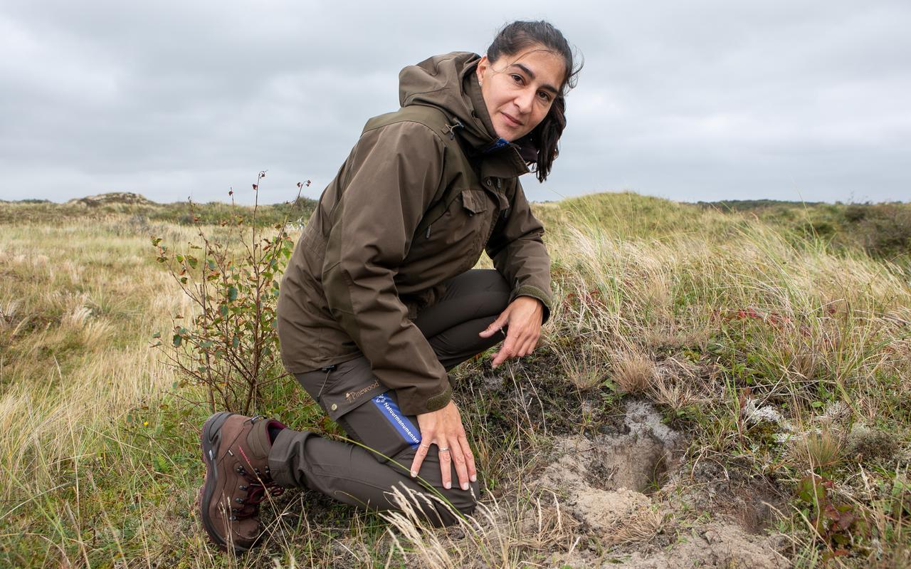 Cynthia Borras toont een graafplek van konijnen in de duinen van Schiermonnikoog. Cynthia Borras toont een graafplek van konijnen in de duinen van Schiermonnikoog.
