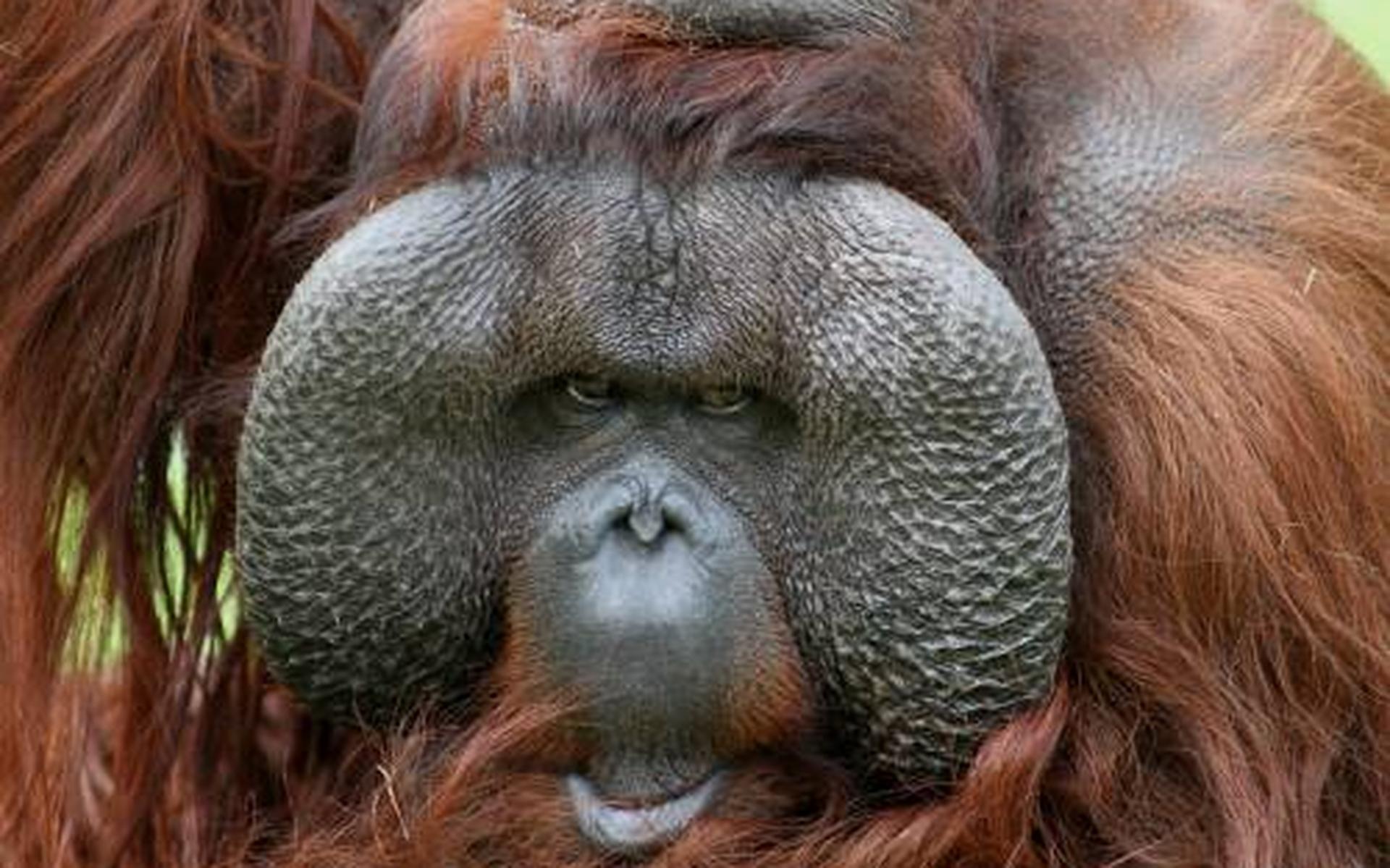 Oudste orang-oetan Apenheul overleden - Dagblad van het Noorden