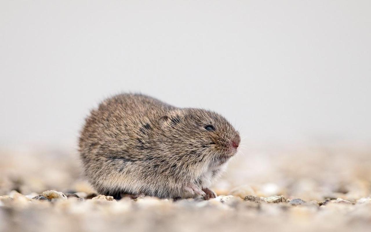 Muizen met geheugenverlies door slaaptekort hebben baat bij astmamedicijn. Muizen met geheugenverlies door slaaptekort hebben baat bij astmamedicijn.