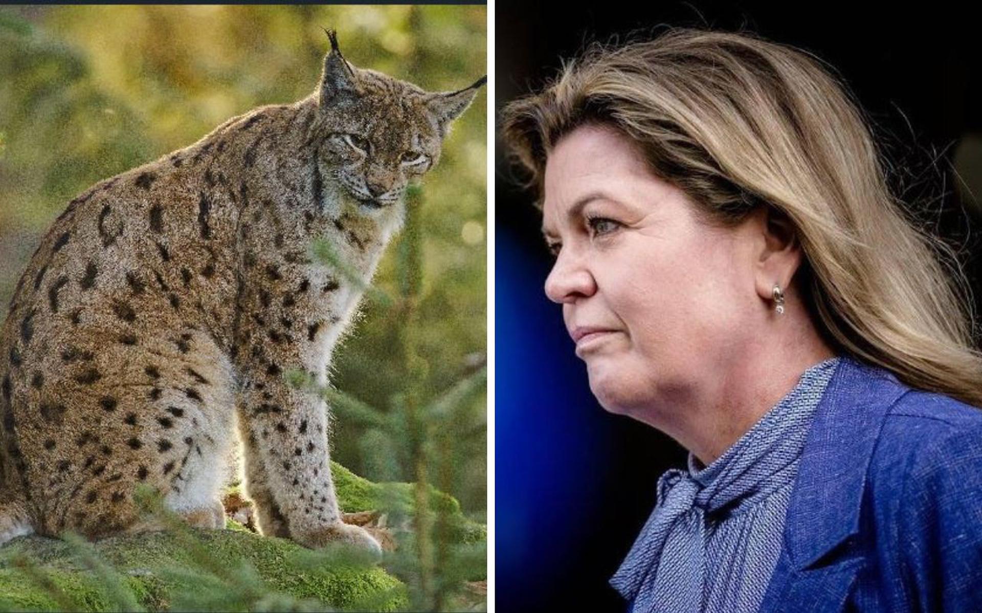 Minister Van der Wal vindt mogelijke terugkeer lynx een dilemma.