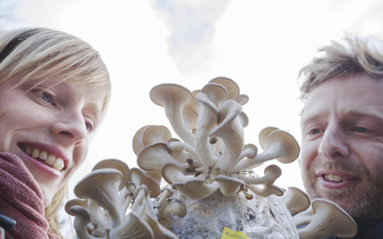 Lekkere paddenstoel groeit op koffieprut Lekkere paddenstoel groeit op koffieprut