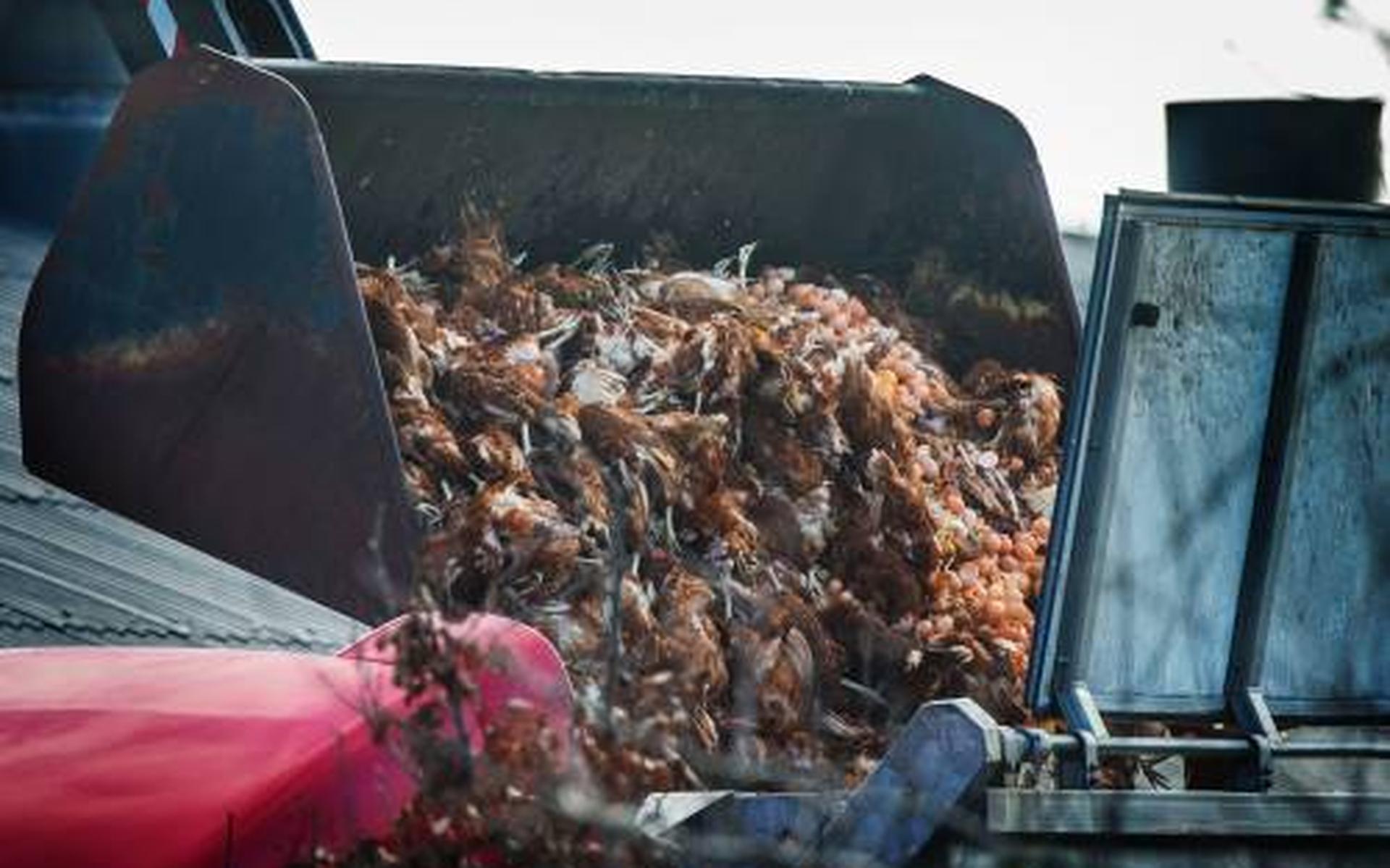 Vogelgriep bij bedrijf in Sint Philipsland - Dagblad van het Noorden - Dagblad van het Noorden