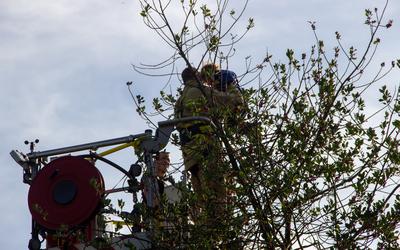 Een brandweerman haalt de overmoedige klimmer uit de boom aan de Hesselterbrink in Emmen.