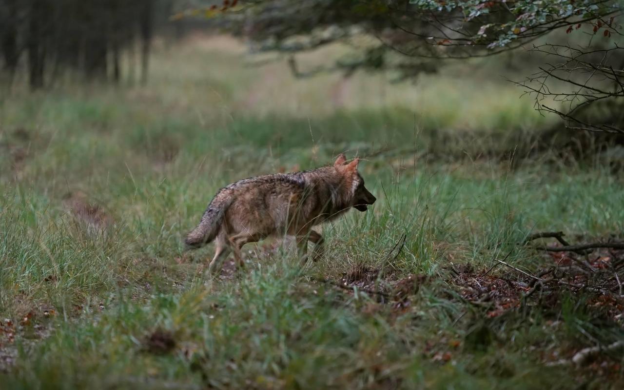 Ook in de Groningse politiek wordt volop gediscussieerd over het al dan niet verjagen van de wolf. Ook in de Groningse politiek wordt volop gediscussieerd over het al dan niet verjagen van de wolf.
