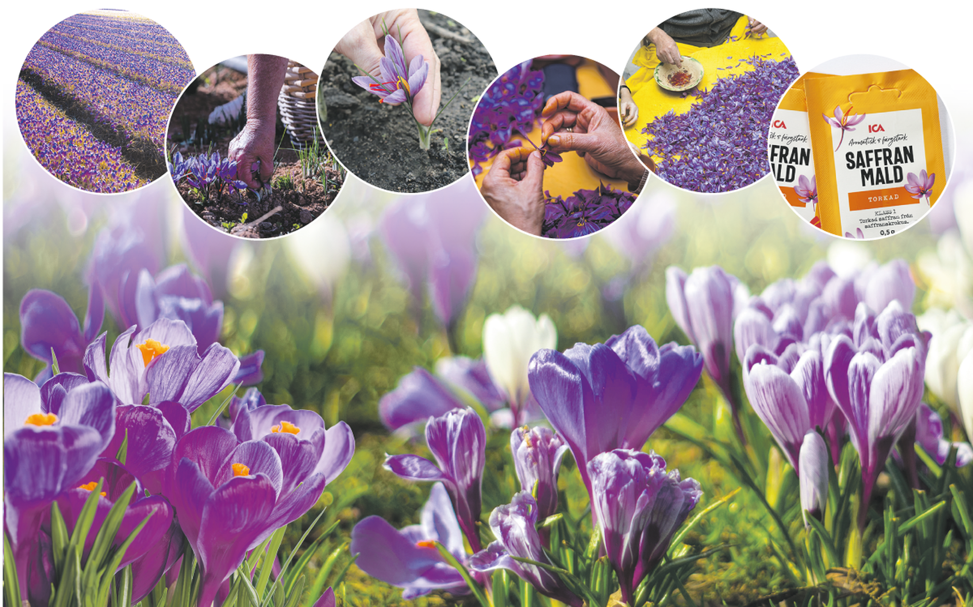 Krokus.