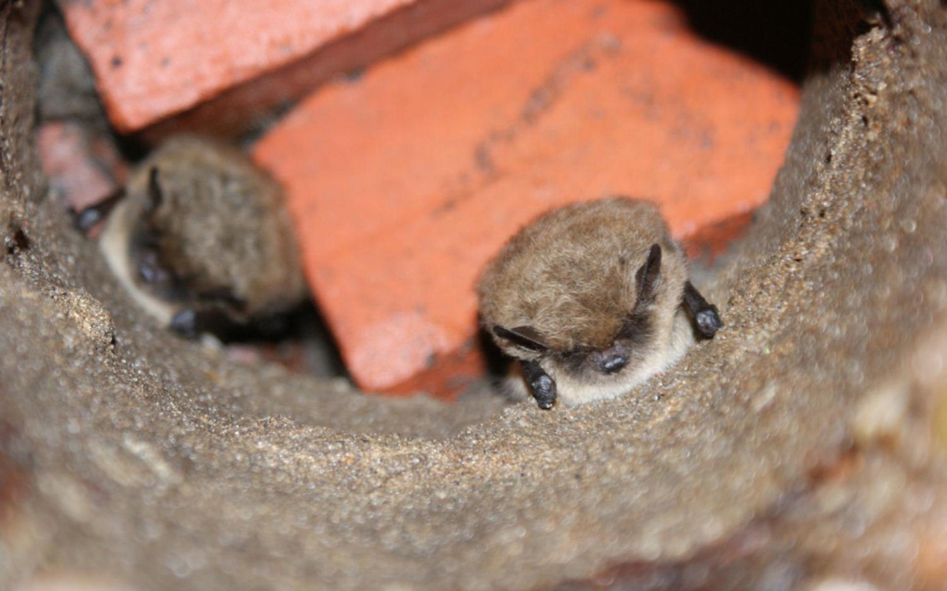 Vleermuizen hangen graag in stadse bunker. FOTO ARCHIEF DVHN