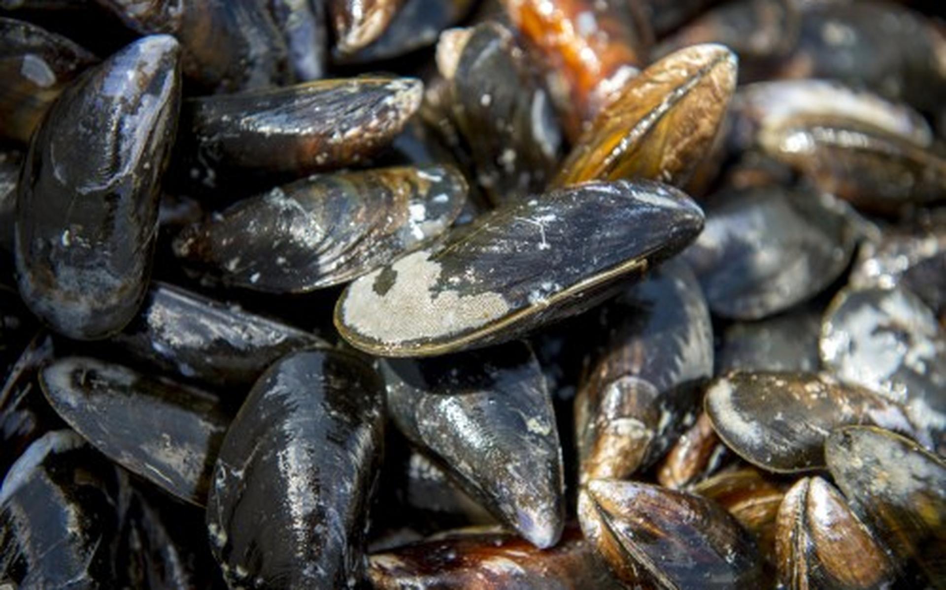 'Biobouwers' bepalen structuur voedselweb