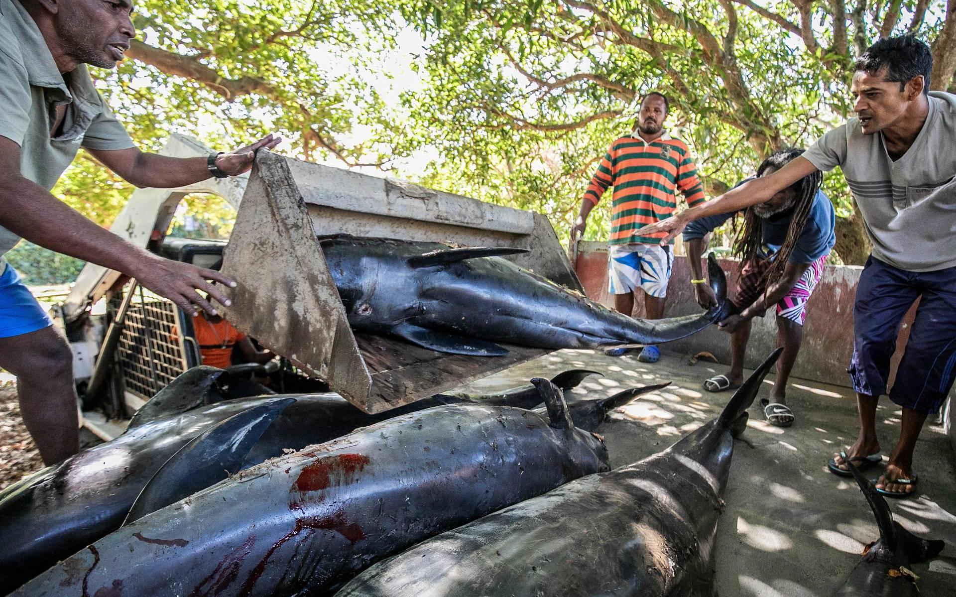 Mauritius: 38 dode dolfijnen aangespoeld na olieramp