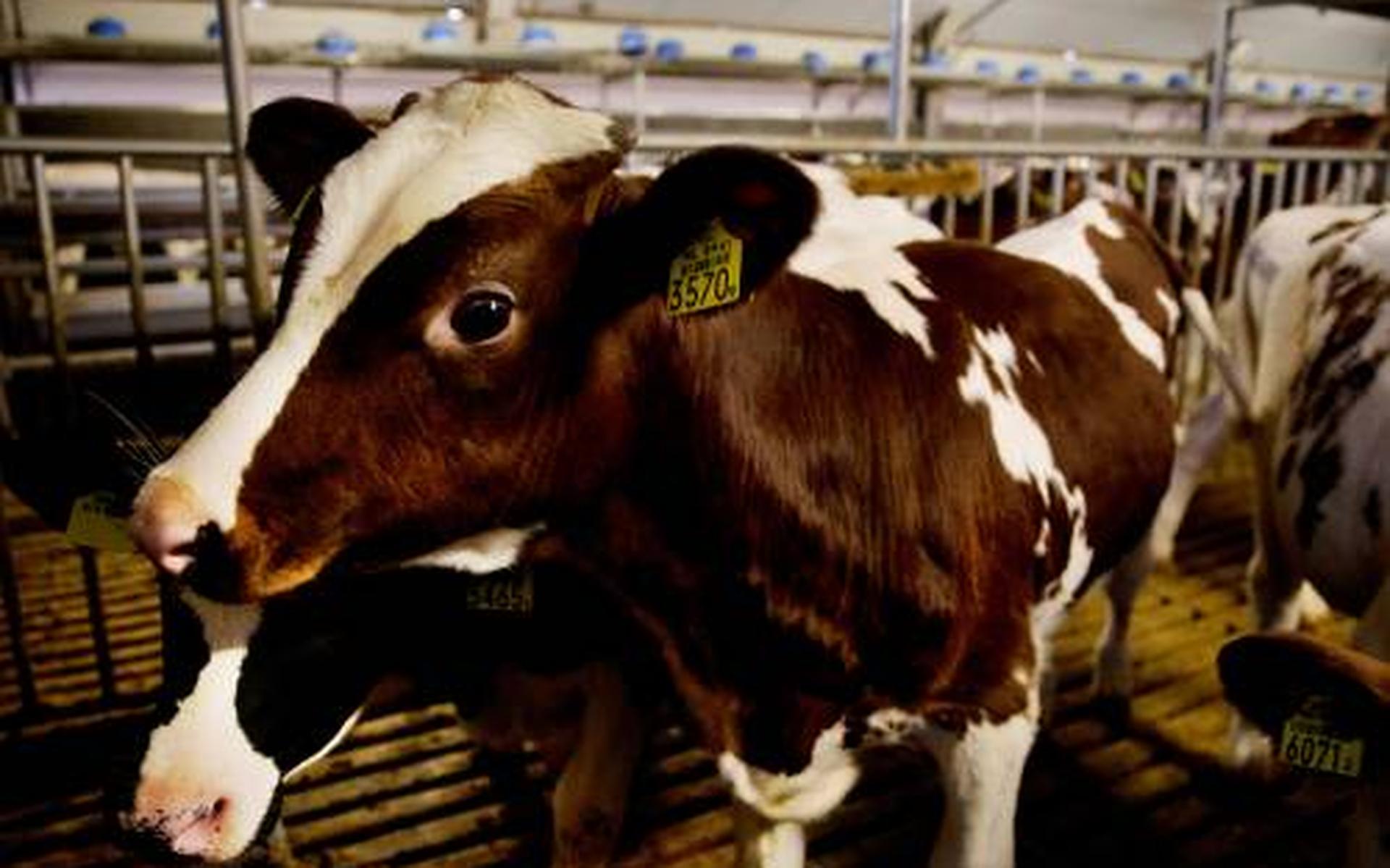 'Helft vleeskalveren heeft longkwaal'