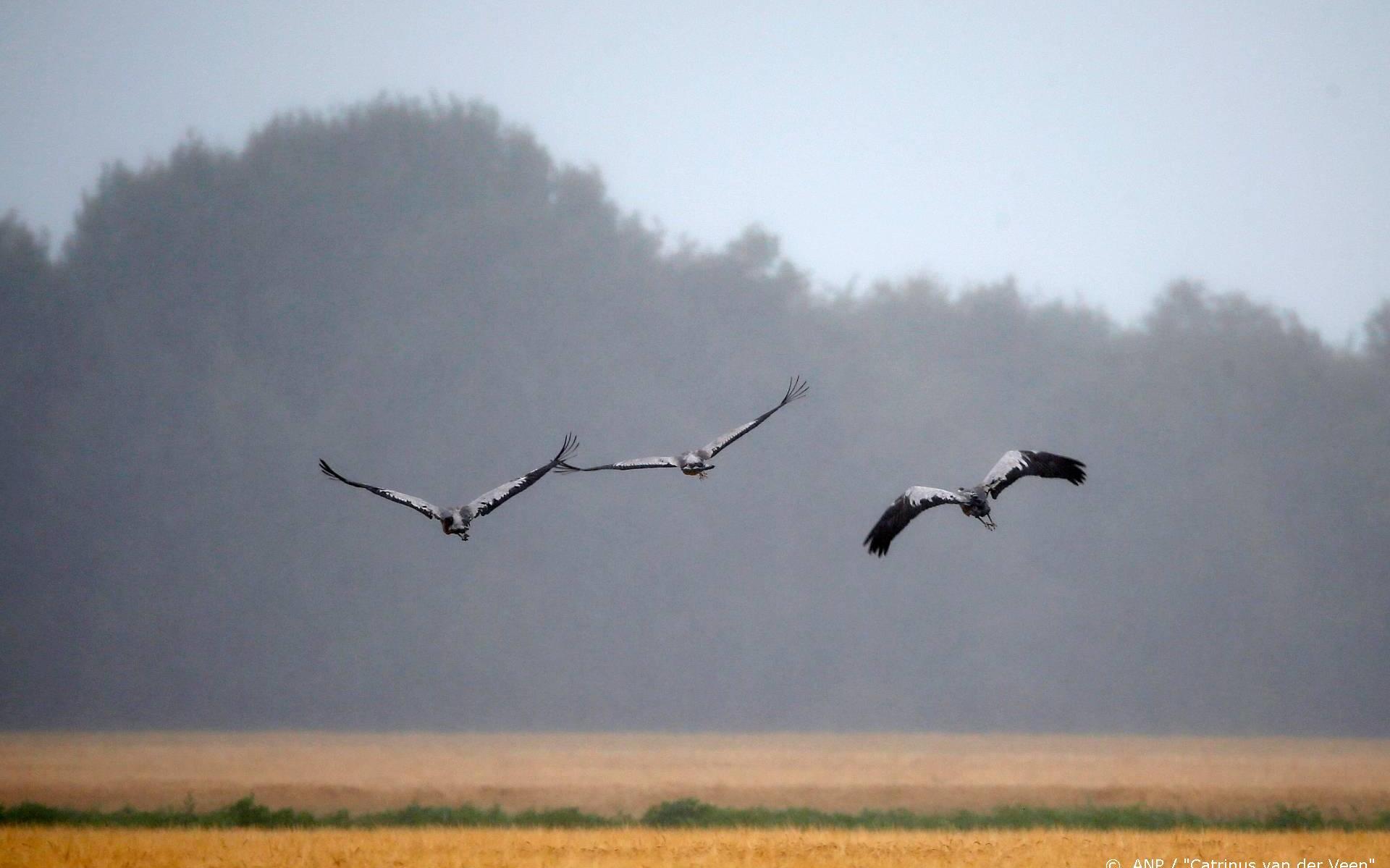 Recordaantal mensen kijken in coronatijd online naar vogels