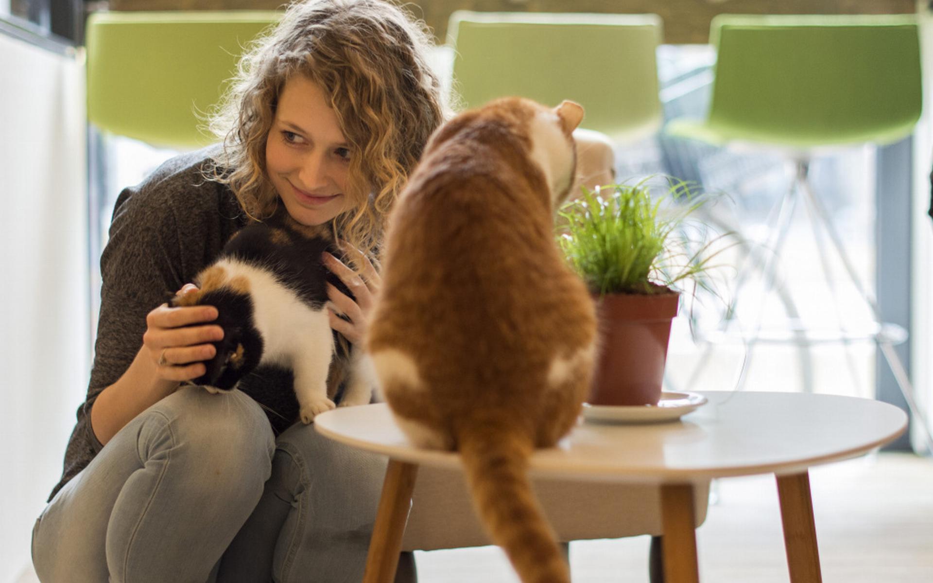 Tweede kattencafé van Nederland in Groningen