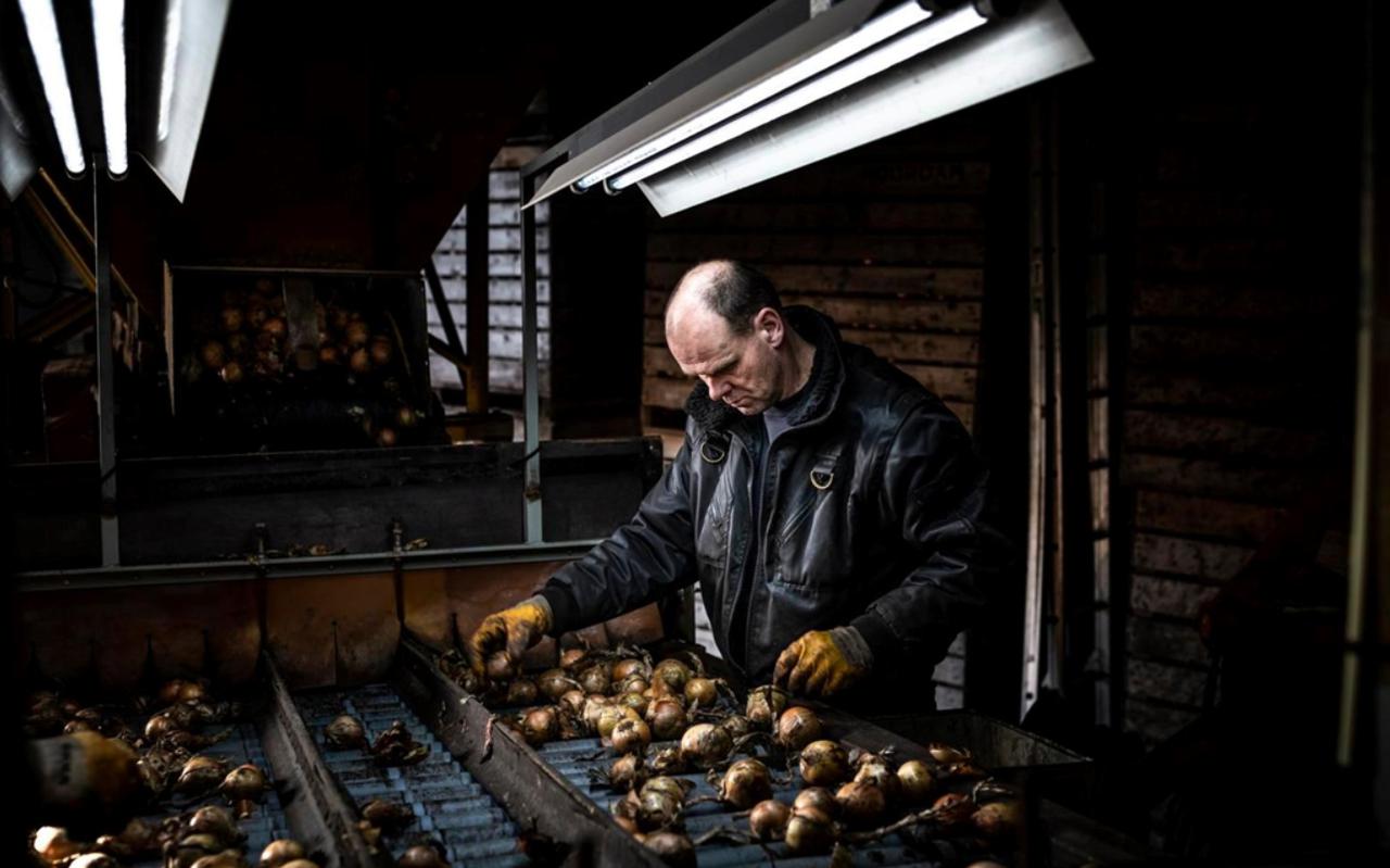 Roelof Zwaan sorteert uien op de boerdeij in Zwinderen, die hij met zijn broer Jan in maatschap heeft.