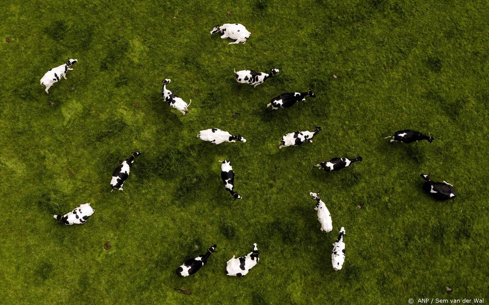Ter illustratie: koeien in een weiland.