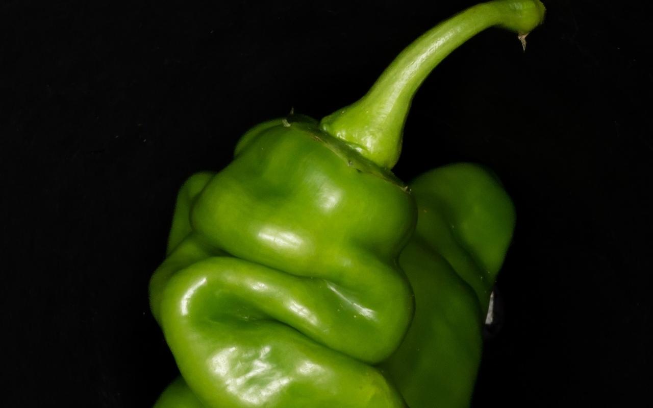 Arjan Verschoor, Paprika (detail). Arjan Verschoor, Paprika (detail).