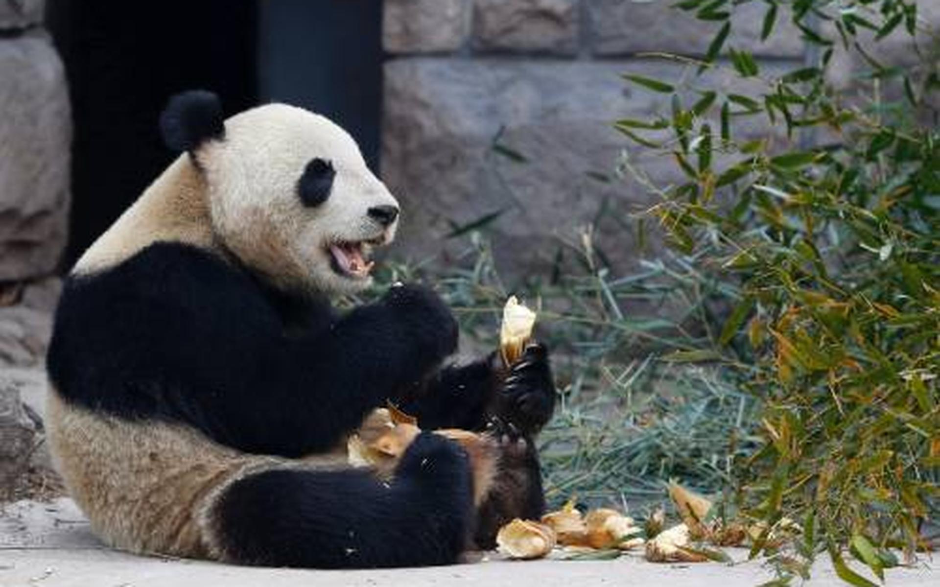 Oudste panda in gevangenschap wordt 37 - Dagblad van het Noorden
