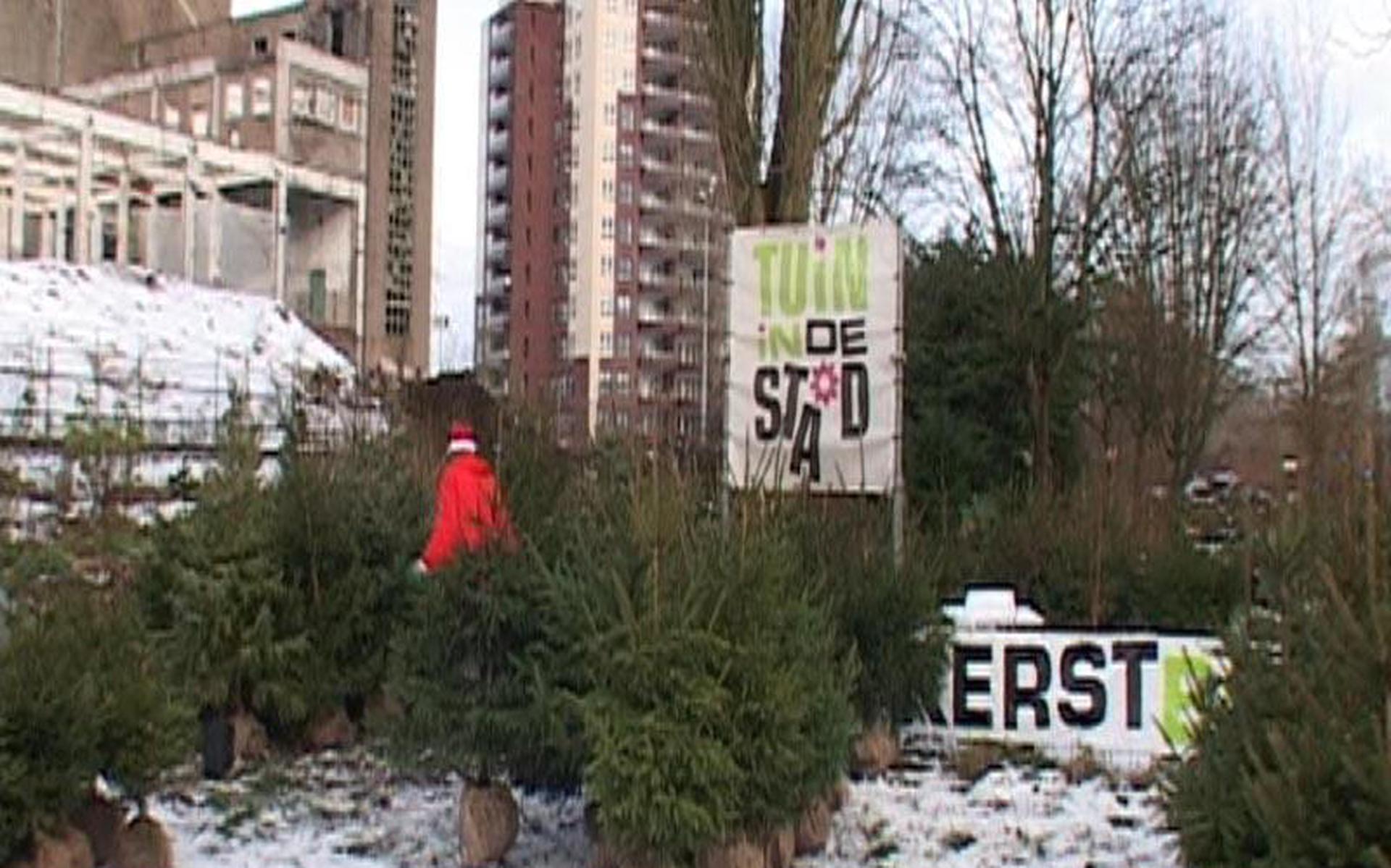 Een kerstboom ter adoptie Dagblad van het Noorden