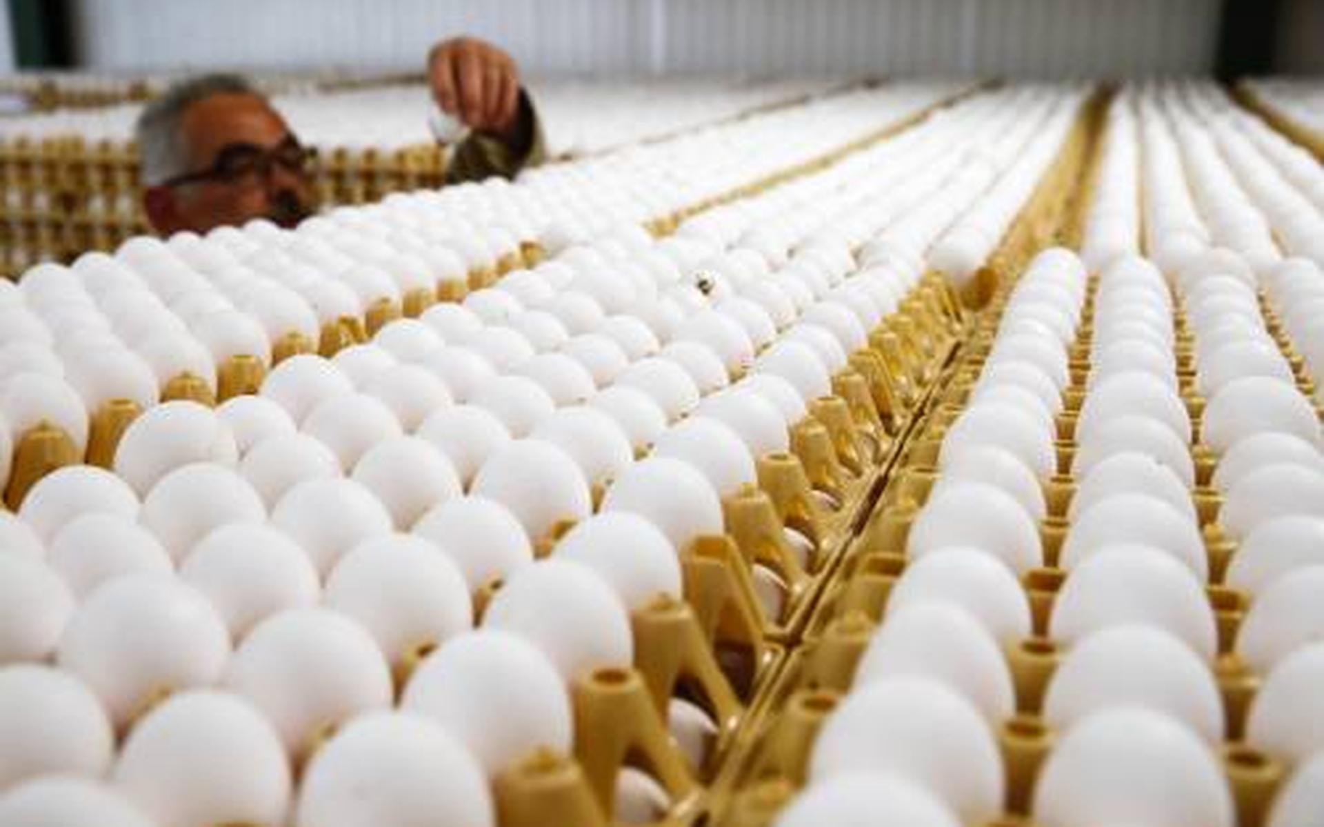 Bedrijf aansprakelijk gesteld voor gif in ei - Dagblad van het Noorden - Dagblad van het Noorden