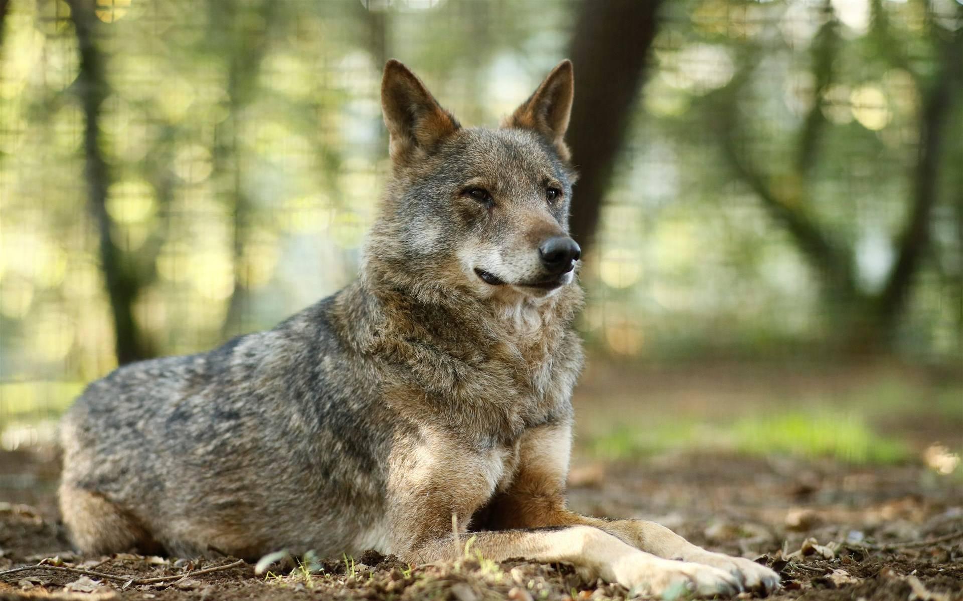 Wolf (ter illustratie).