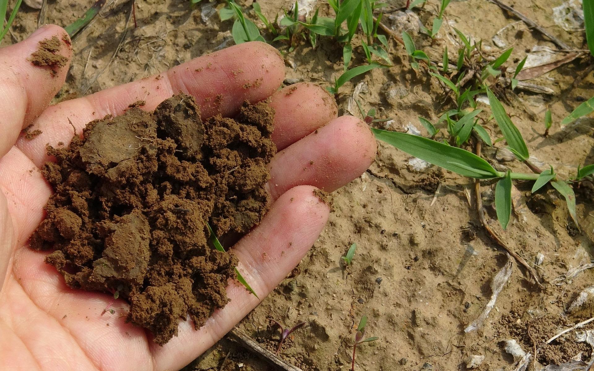 Compost.
