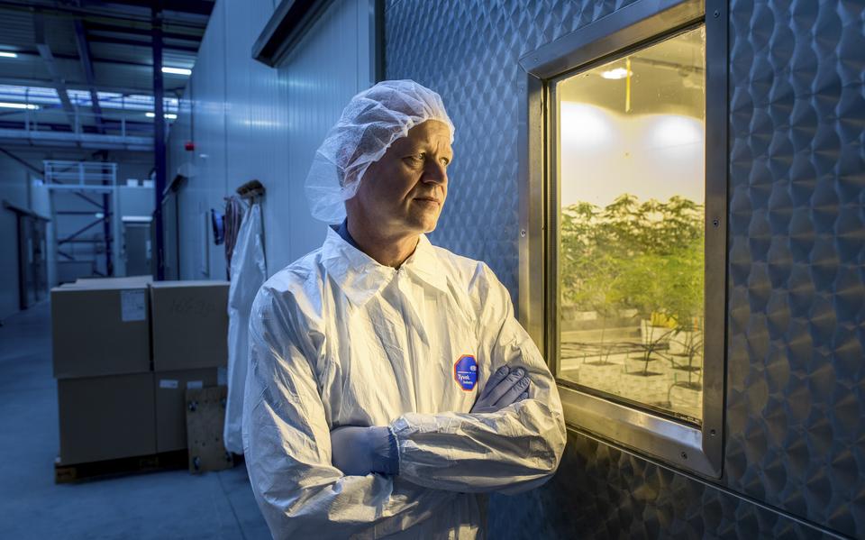 Bedrocan, het bedrijf van Tjalling Erkelens, mag weer medicinale wiet leveren aan Canada en Zuid-Amerika. Foto: Archief DvhN/Corné Sparidaens