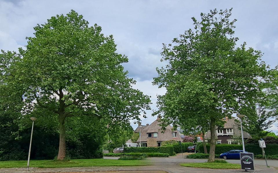 Door de komst van de nieuwbouw aan het Raadhuisplein/Haderaplein in Haren, is het noodzakelijk dat er 24 bomen moeten wijken.