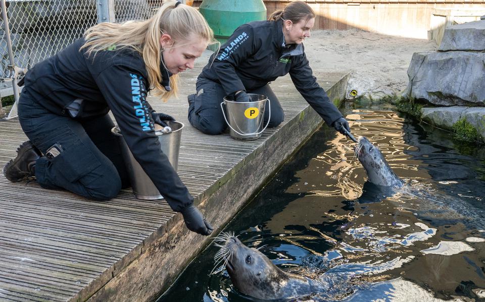 Dierenverzorgers Bianca Westerhof (links) en Maartje Jongen met de nieuwe zeehonden.