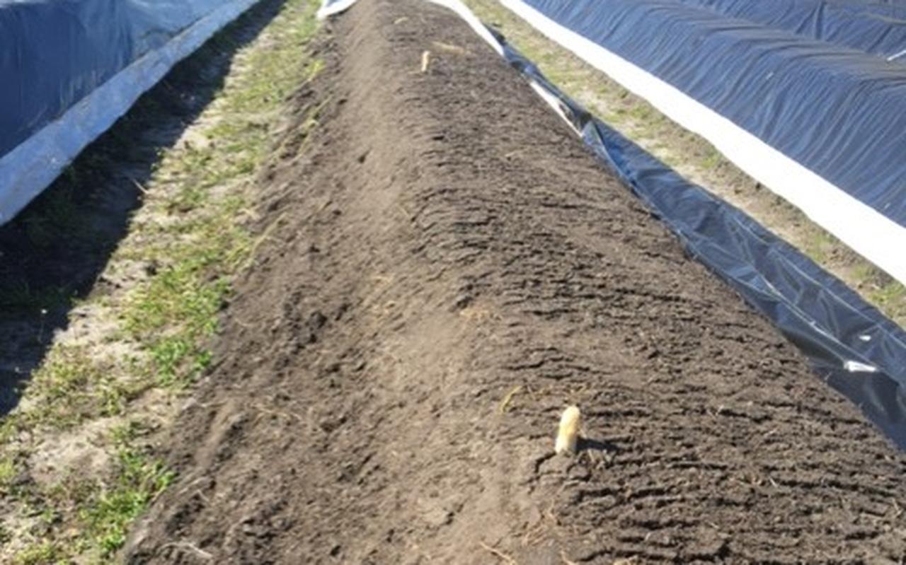 De asperges groeien amper op het land van Schuring in Hooghalen. De asperges groeien amper op het land van Schuring in Hooghalen.