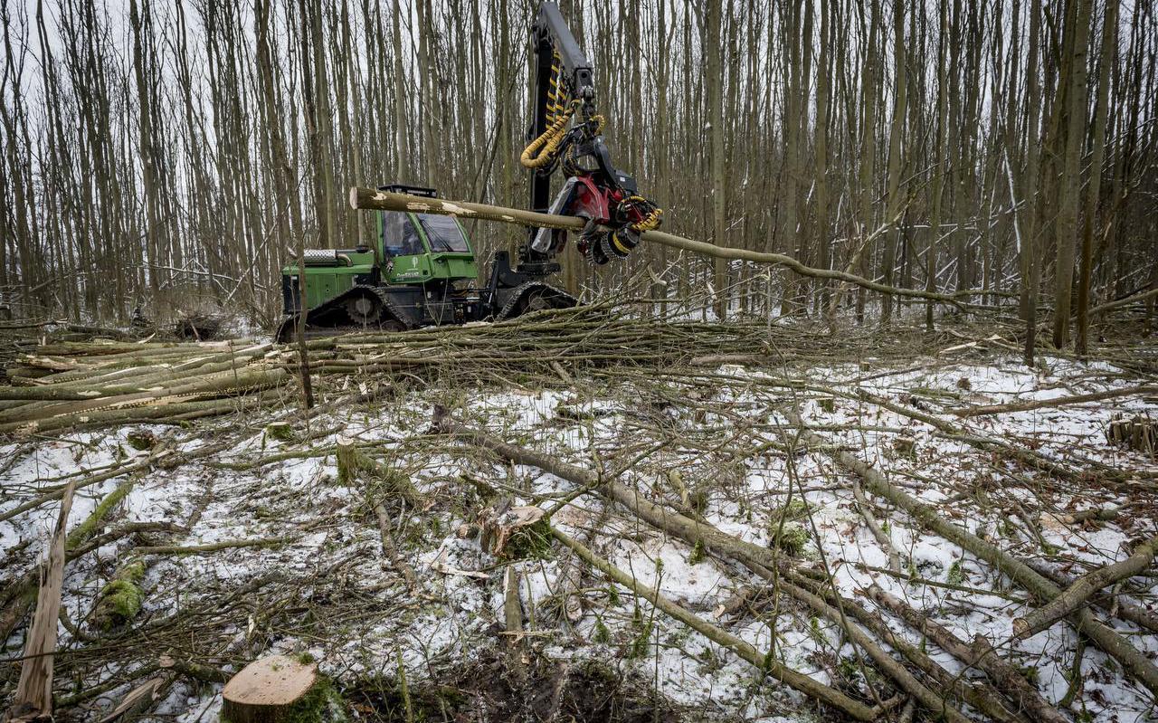 Gekapte essen in het Spookbos bij Zoutkamp. Foto Geert Job Sevink Gekapte essen in het Spookbos bij Zoutkamp. Foto Geert Job Sevink