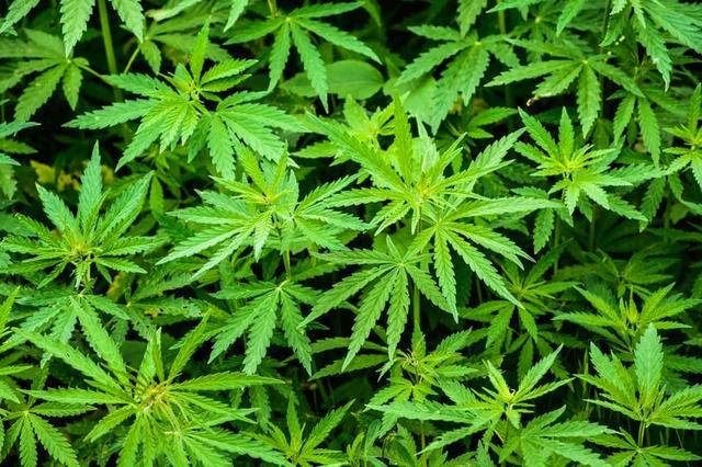 Pand in Gieten gesloten na vonst hennepkwekerij