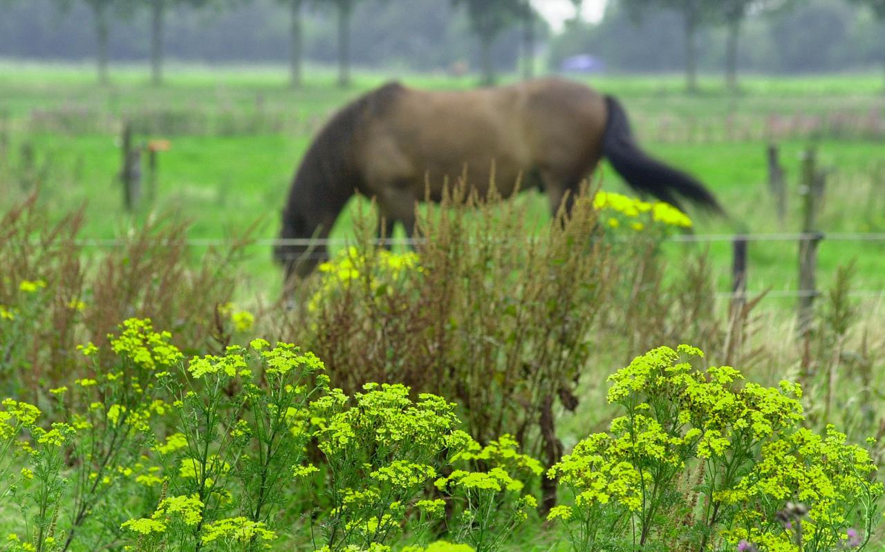Jacobskruiskruid is een ernstige bedreiging voor dieren, zoals paarden.