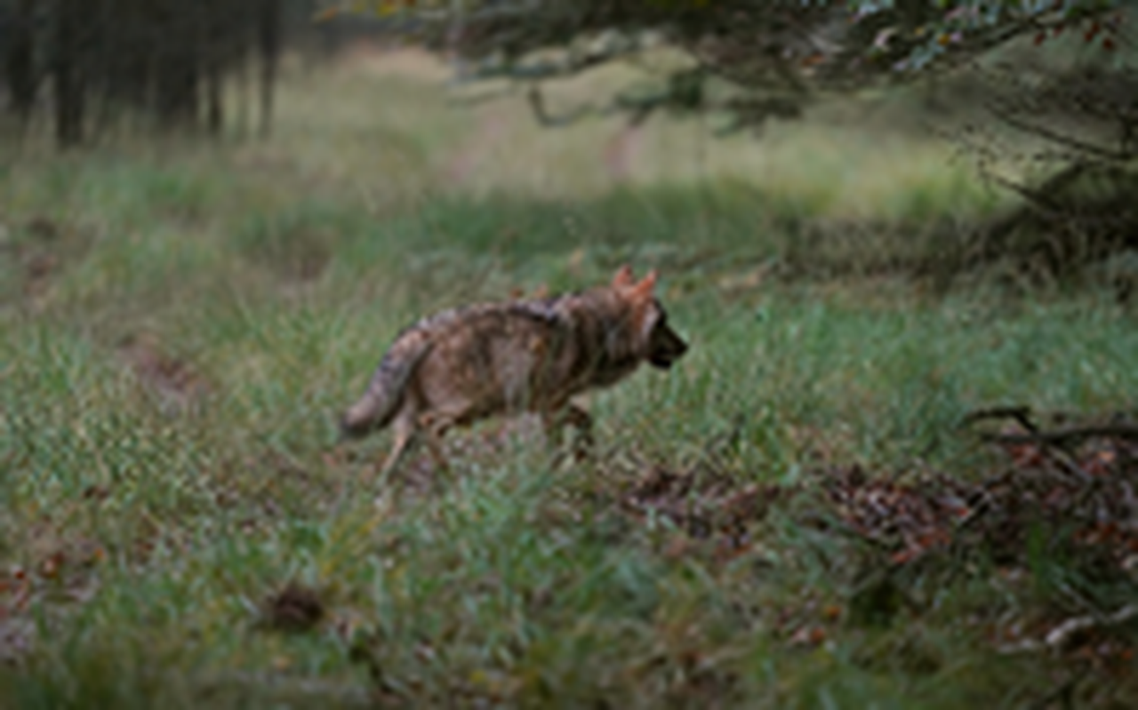 De aanwezigheid van de wolf in Drenthe leidt tot felle discussies. De aanwezigheid van de wolf in Drenthe leidt tot felle discussies.