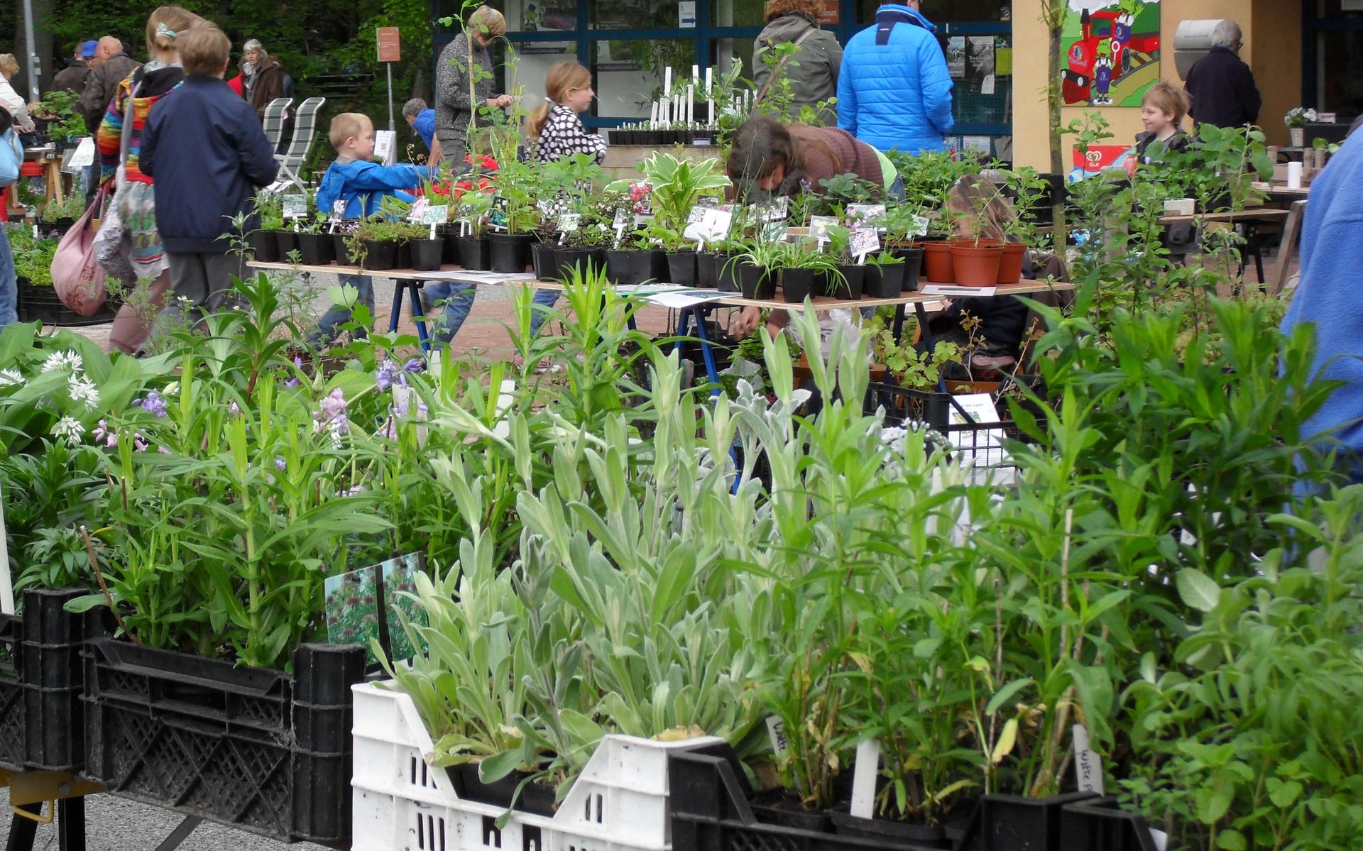 Heeft u groene vingers of bent u creatief? De plantjes- en creamarkt in Witteveen biedt uitkomst