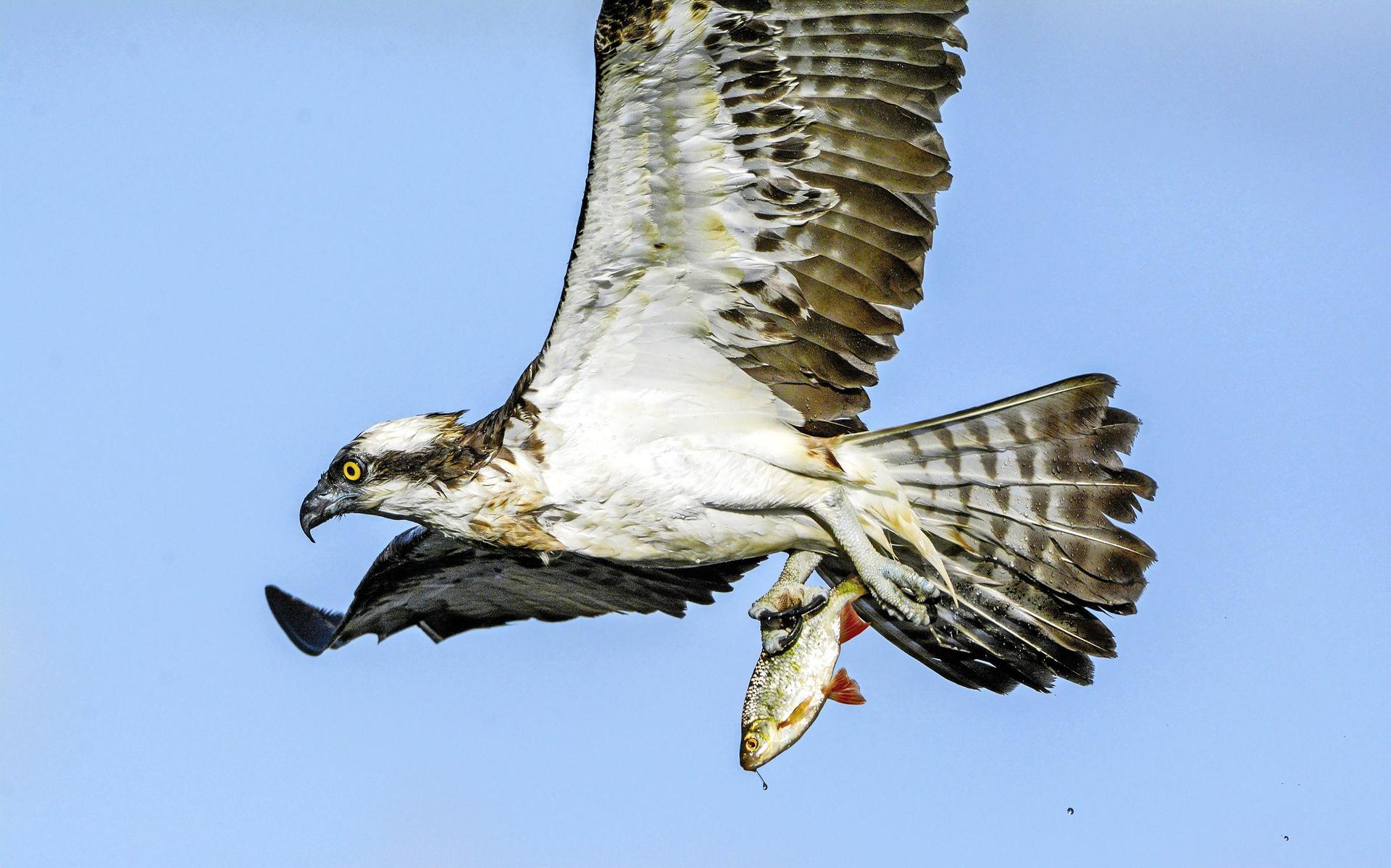 Visarend tussen de vakantiehuisjes op Texel. De imposante vogel vist er op zijn gemak in de vijver -