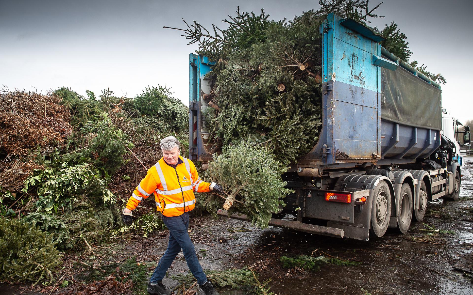 Alle hens aan dek bij de Drentse milieustraten: kerstbomen worden er weer massaal verwerkt.