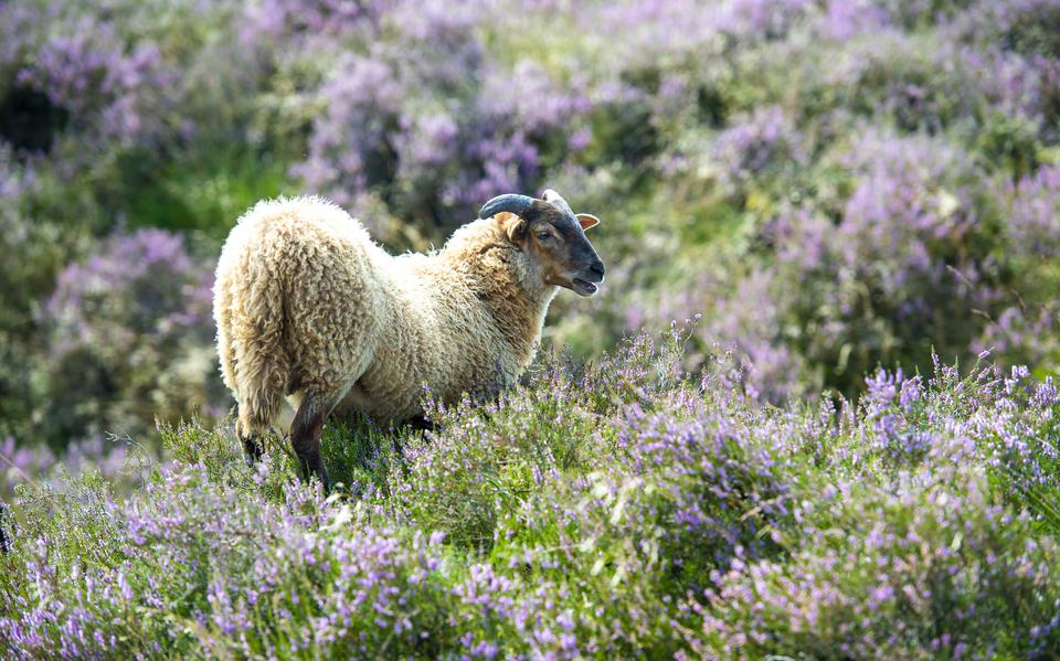 Aantal schapen dat beschermd staat tegen wolf neemt toe. 