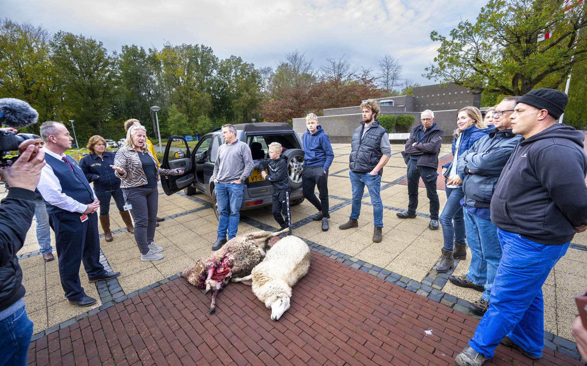 Wolvenaanvallen drijven schapenhouders tot wanhoop. Hier dumpen ze kadavers bij het provinciehuis van Drenthe.