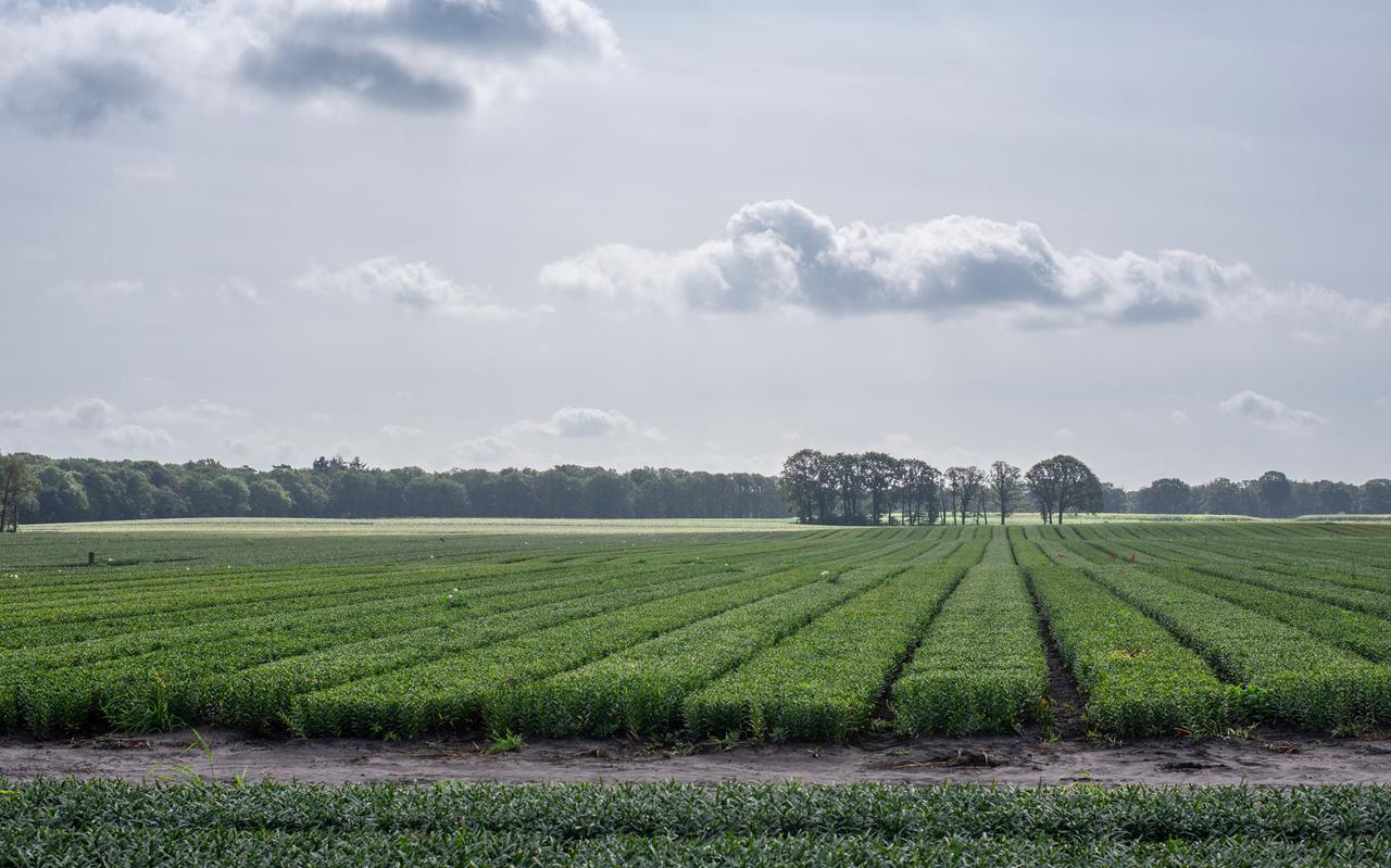 De lelieteelt levert fraaie beelden op, maar veel omwonenden maken zich zorgen over de bestrijdingsmiddelen. De lelieteelt levert fraaie beelden op, maar veel omwonenden maken zich zorgen over de bestrijdingsmiddelen.