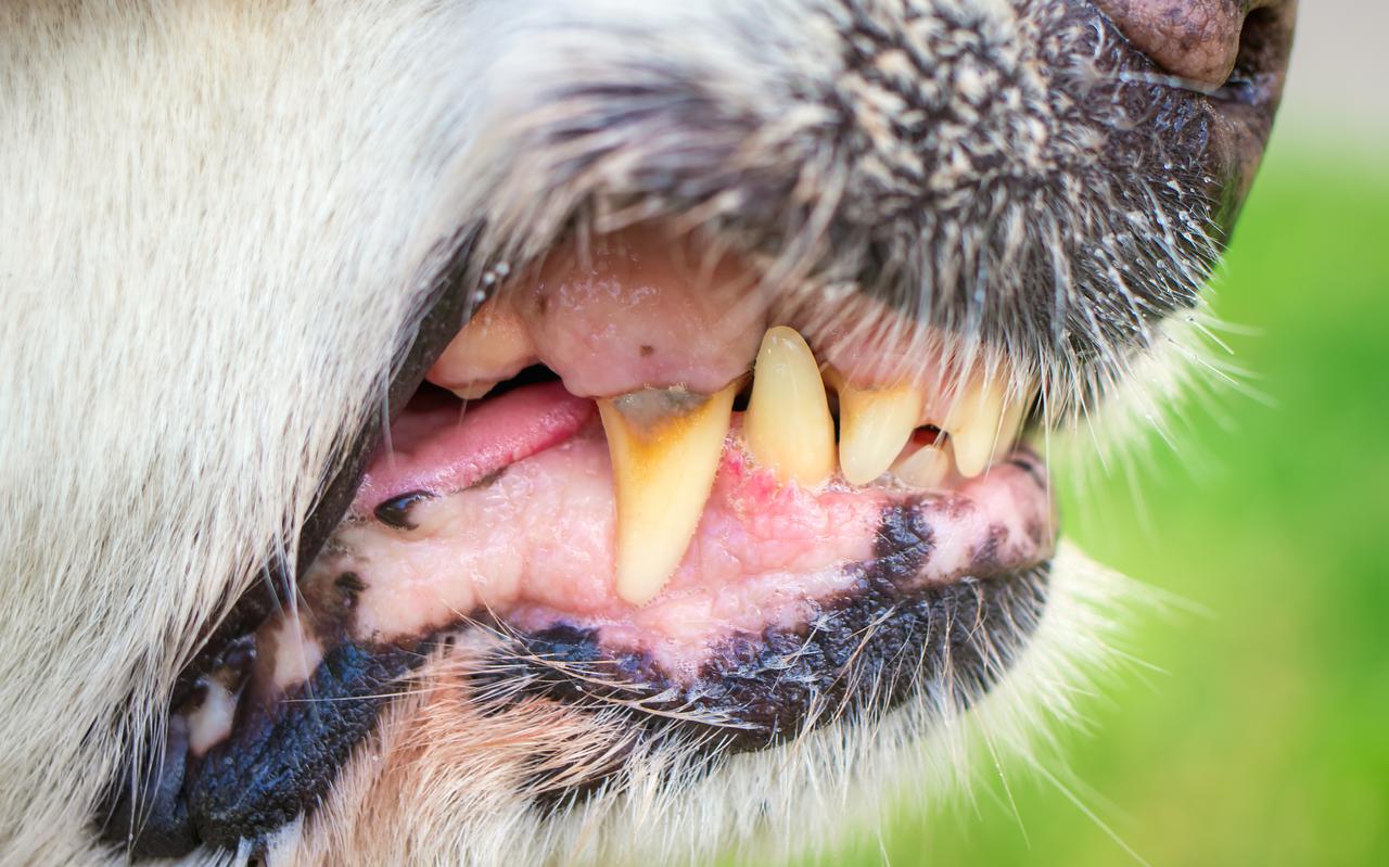Een grommende hond. Foto: Shutterstock