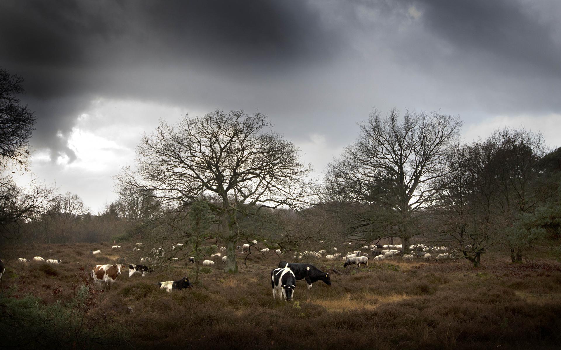Honden jagen heidekoeien en kalfjes op in Kniphorstbosch. 'Kalf had schuim op de bek staan' - Dagbla