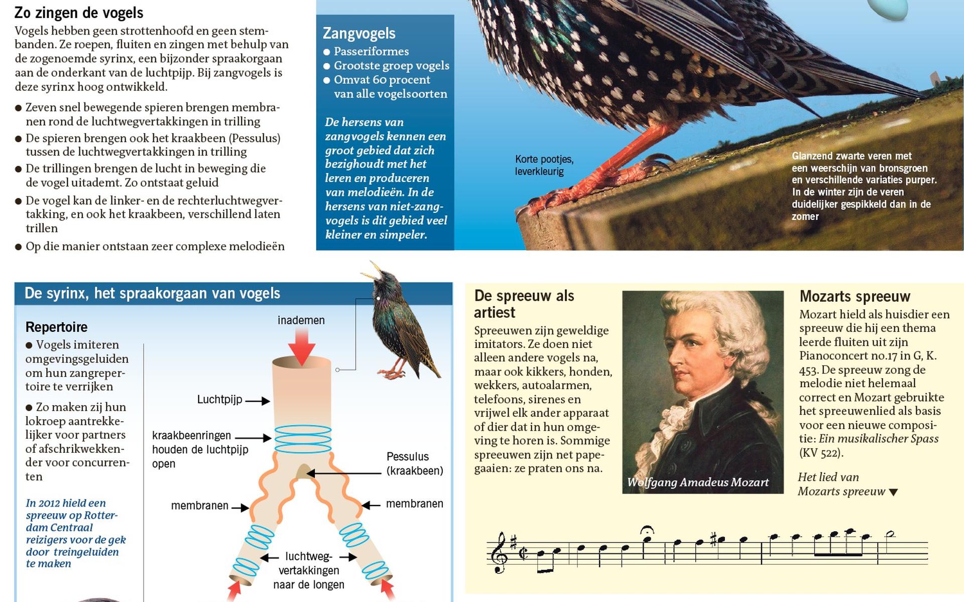 In beeld: het lied van de spreeuw - Dagblad van het Noorden