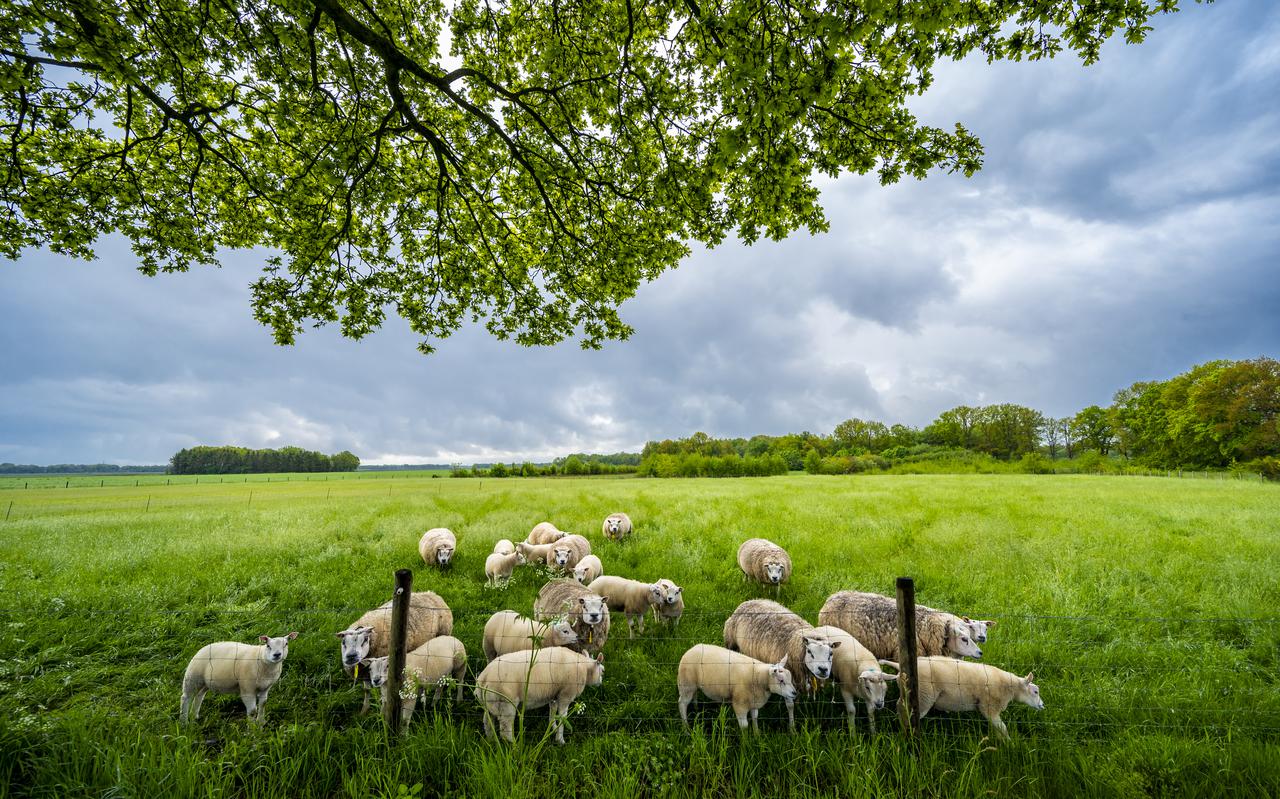 Zicht op plangebied zonnepark vanaf de Peesterweg. Het park is niet direct aan de weg gepland waar de schapen staan, maar ligt een stuk naar achteren.