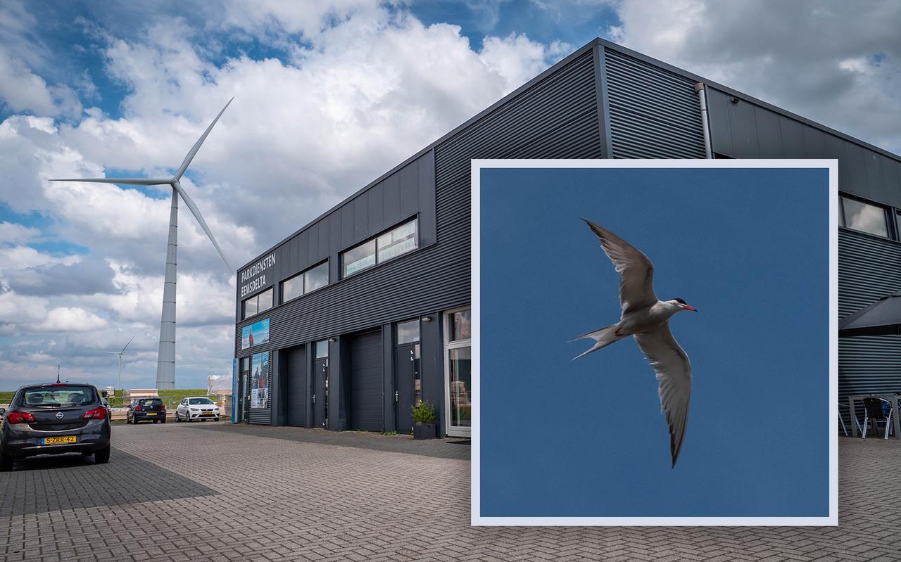 Een restaurant in de Eemshaven is het nieuwe thuis van visdieven. De vogels vallen klanten aan. Een restaurant in de Eemshaven is het nieuwe thuis van visdieven. De vogels vallen klanten aan.