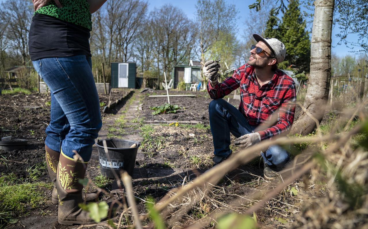 Tijd genoeg, zon en corona: alle reden om in de moestuin te werken. Milan vindt het er prettig. Tijd genoeg, zon en corona: alle reden om in de moestuin te werken. Milan vindt het er prettig.