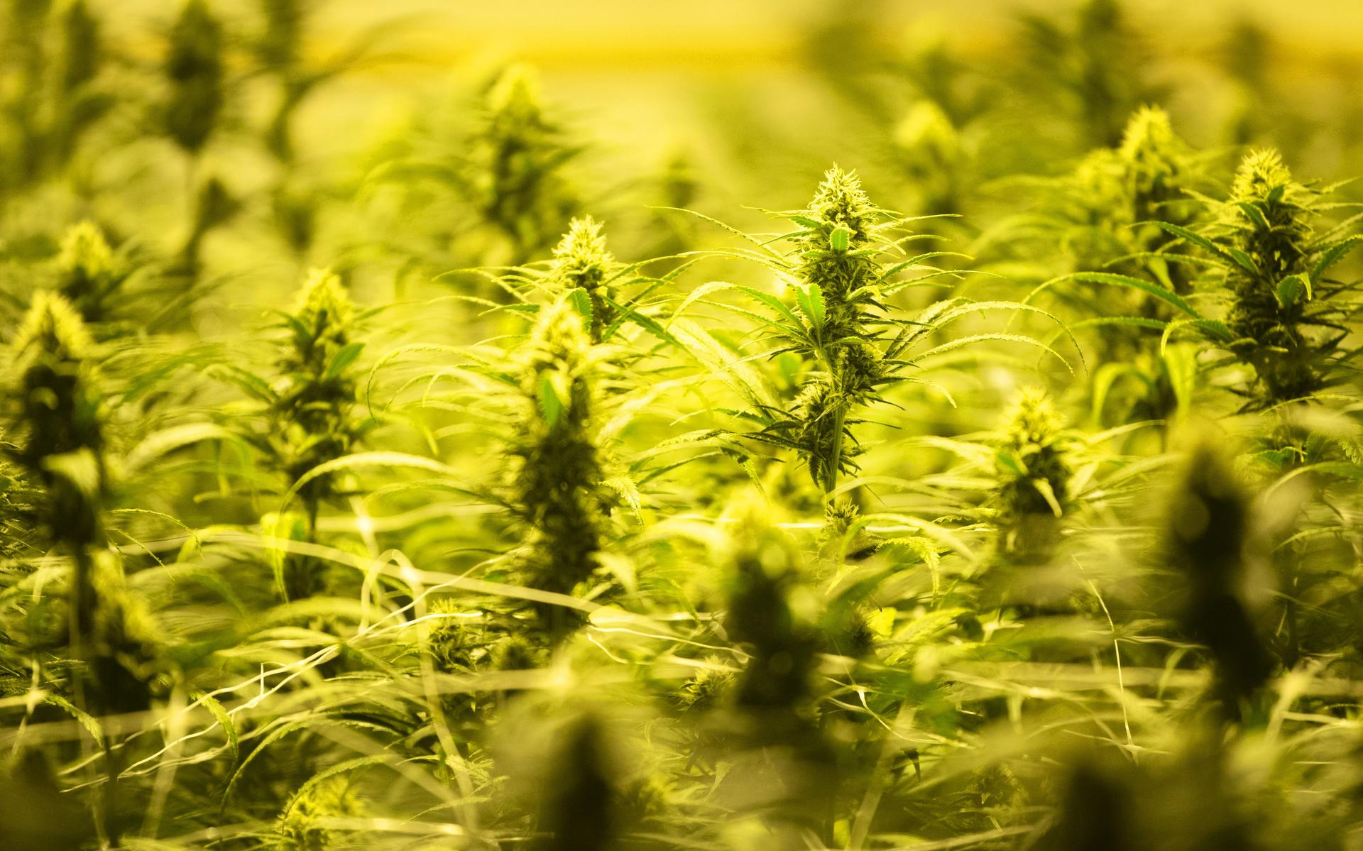 Hennepkwekerij met 647 planten in woning in Uithuizermeeden