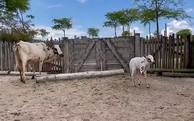 Zeboe-stier geboren in Wildlands Emmen