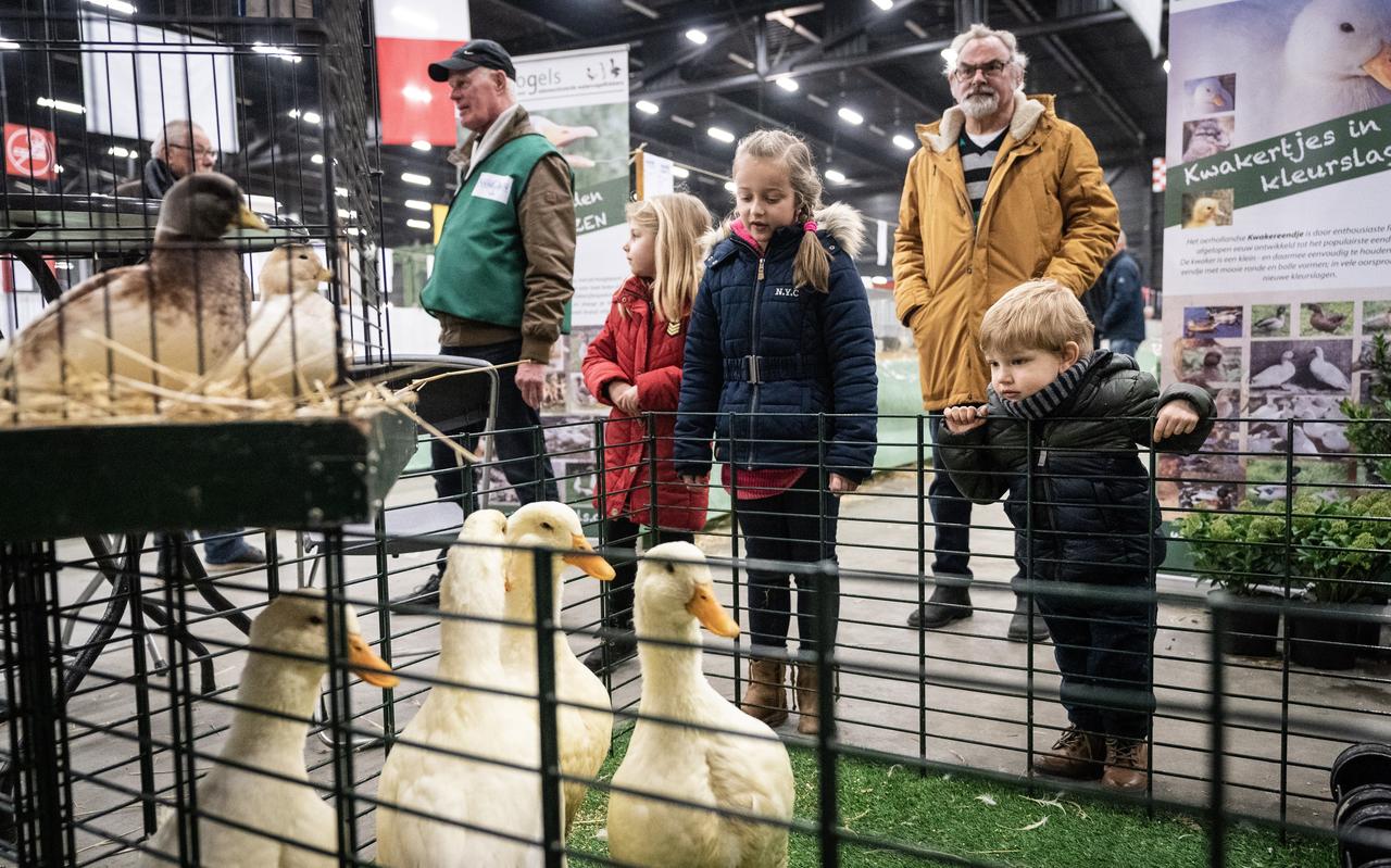 De Noordshow in Assen trekt ieder jaar veel bekijks. De Noordshow in Assen trekt ieder jaar veel bekijks.