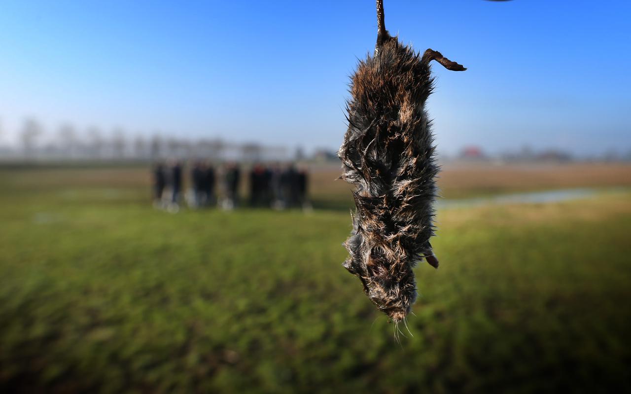 De muizen veroorzaakten in 2019 grote schade in voornamelijk de veengebieden van Friesland.